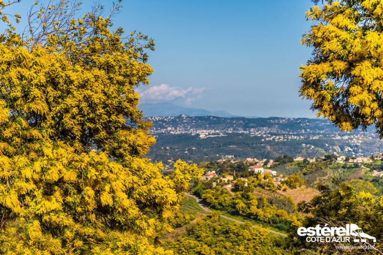 Roquebrune - Le Sentier du Mimosa1.jpg